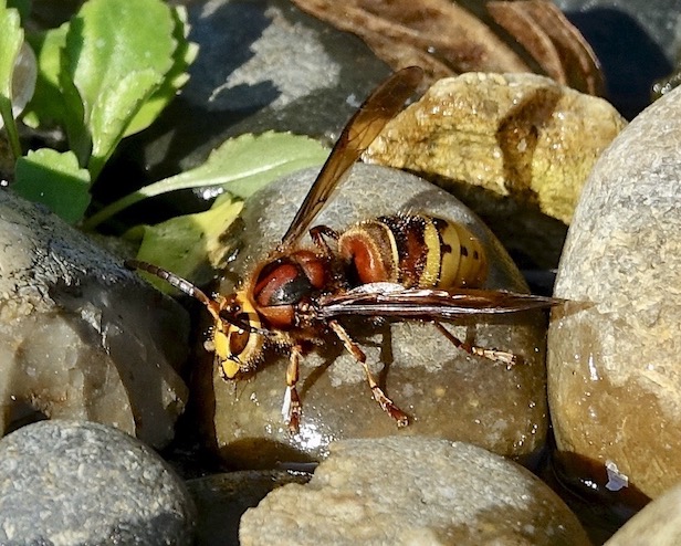 hornet